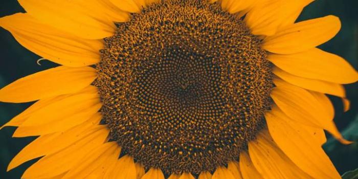 720x1280 Sunflower aesthetic Wallpaper by Im_Awkward - ab - Free on ZEDGE™