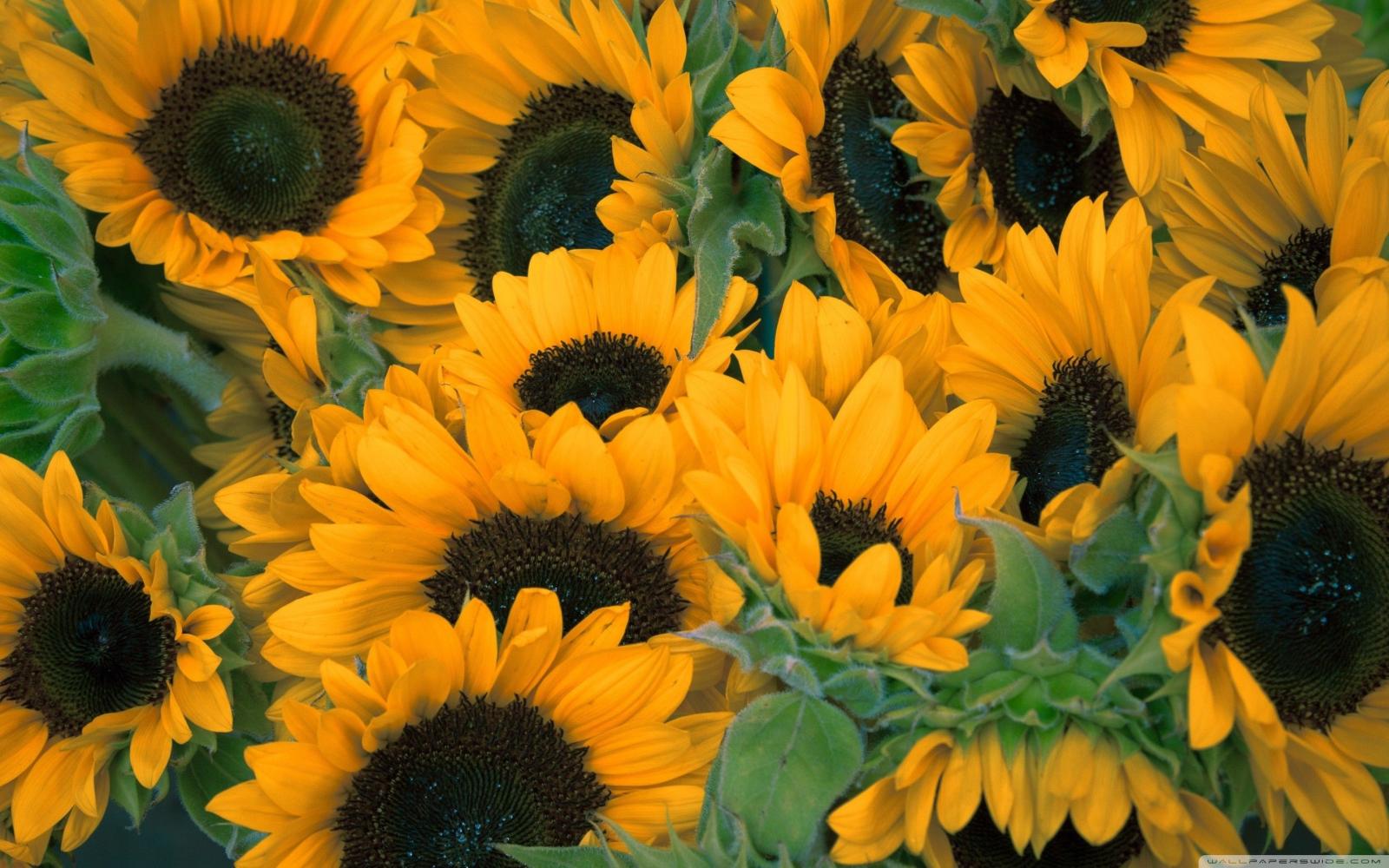 2880x1800 66+ Sunflowers Wallpapers on WallpaperPlay