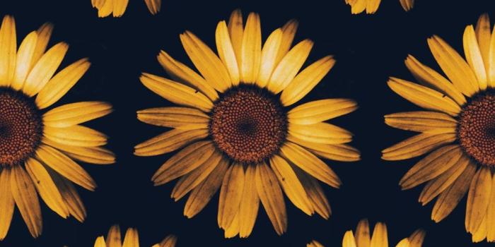 1000x1443 Sunflowers At Sunset Wallpapers