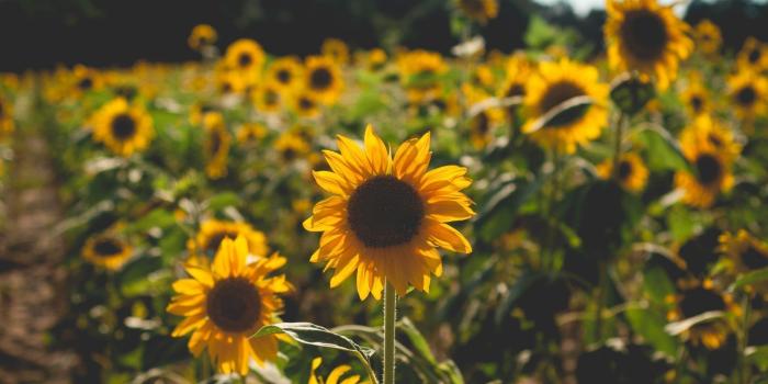 2048x1360 Download Sunflower Field | mum HD Wallpaper