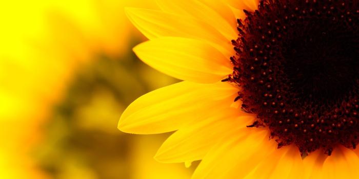 1368x855 Sunflower Wallpaper Tumblr Aesthetic | Gardening: Flower and Vegetables