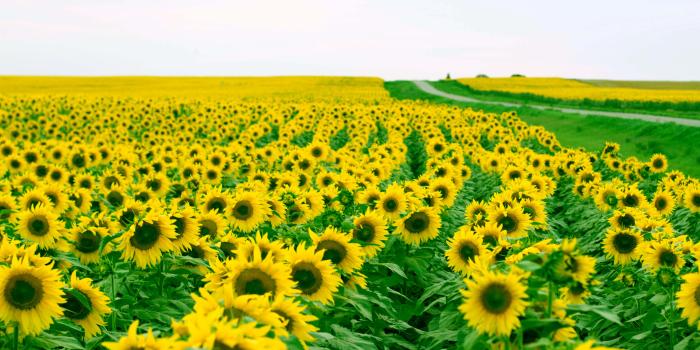 5184x3216 Sunflowers Aesthetic Wallpaper Hd, Hd Wallpapers & backgrounds