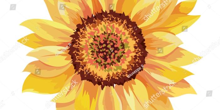 1500x1600 Sunflower Bunch Drawing Wallpaper Activity Images Books Basic