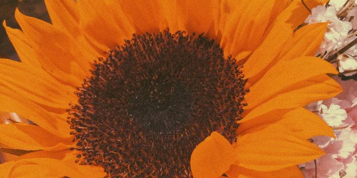 3024x4032 Aesthetic Wallpaper Sunflower – Free Download Wallpaper