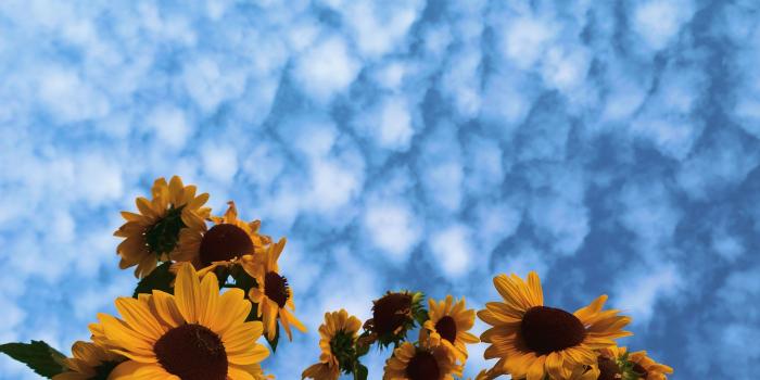 3648x5472 486c4180 Dramatic evening sky and field of Sunflowers. Photography