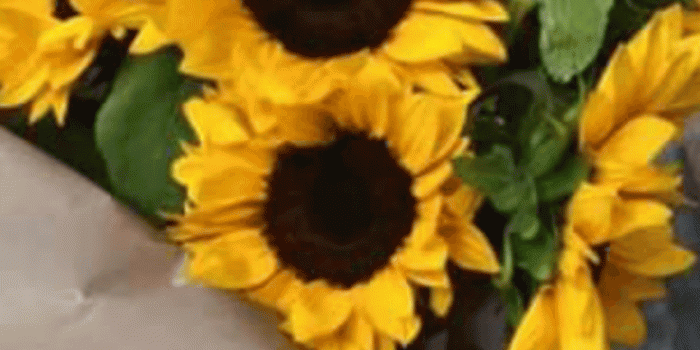 961x1920 Iphone Plus Wallpaper Rhcom Aesthetic Yellow Daisy Beauty Vase