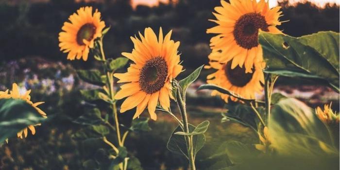 890x1334 78221902 Twitter | Sunflower wallpaper in 2019 | Sunflower wallpaper