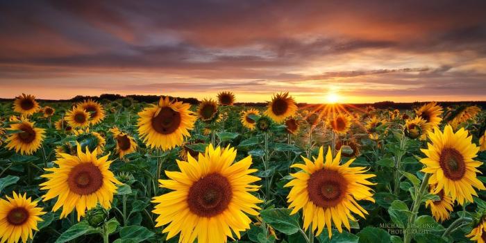 1920x1080 40+ Full HD Sunflower Wallpapers - Download at WallpaperBro