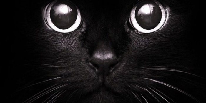 740x1384 Cute Black Cat Wallpaper iPhone | 2019 3D iPhone Wallpaper