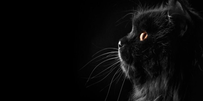 1920x1080 Black Cat Wallpaper - Cute Black Cat Wallpaper Hd (#122055) - HD