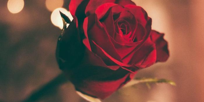 1000x1361 Romance Pictures [HD] | Download Free Images on Unsplash