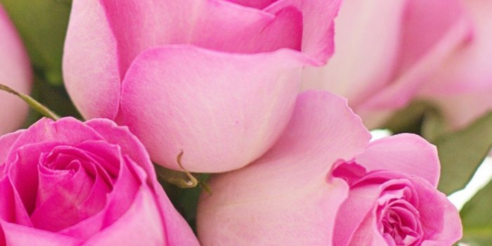 1233x2246 Many pink rose flowers romantic wallpaper