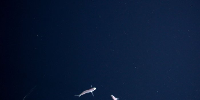 2048x1536 Navy Blue and Gold Wallpaper (58+ images)