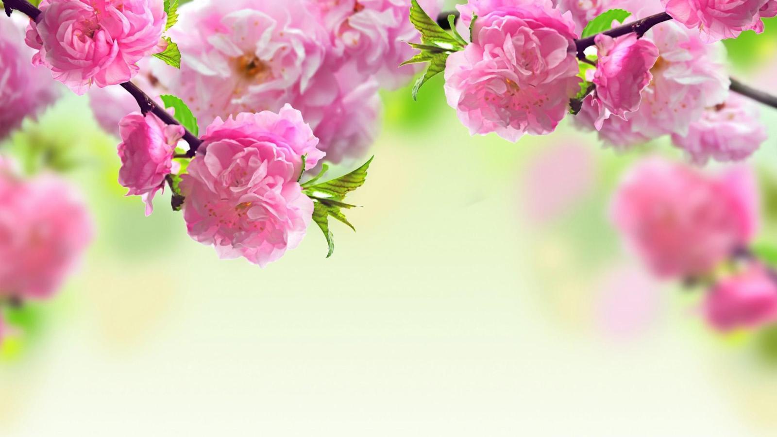 1920x1080 HD Spring Wallpapers For Desktop
