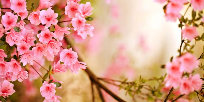 5616x3696 Spring Season Wallpapers ~ Monodomo | timeline | Spring flowers