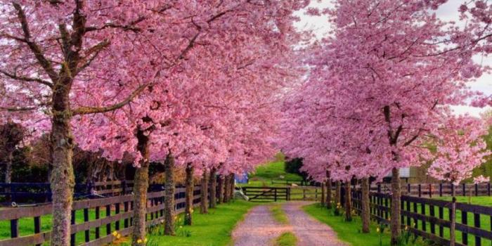 1024x768 Free Spring Wallpapers And Screensavers