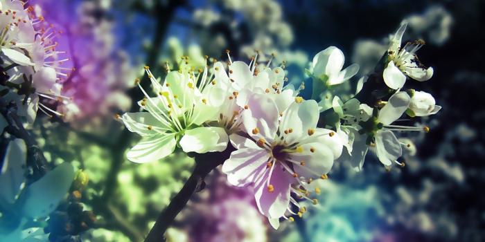 1920x1200 25 Stunning Spring Wallpapers