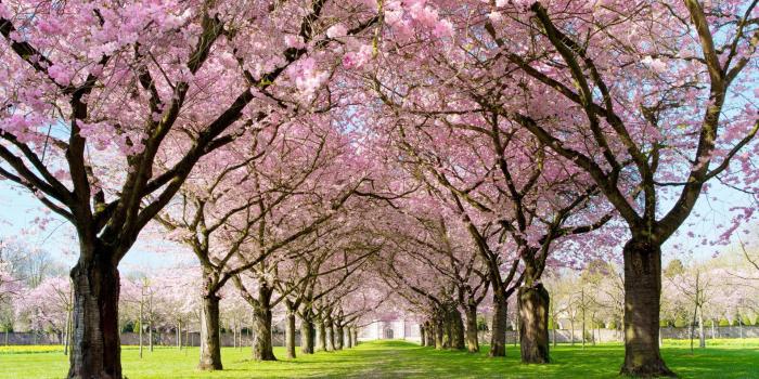 1920x1080 31+ HD Spring Wallpapers, Backgrounds, Images | Design Trends