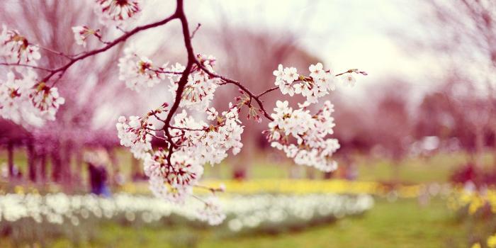 1680x1050 Spring Wallpaper Laptop 422 - HDWPro