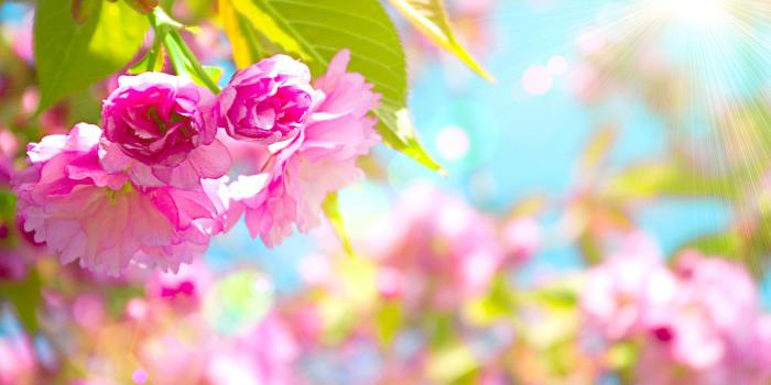 1920x1289 81+ Spring Images Wallpapers on WallpaperPlay