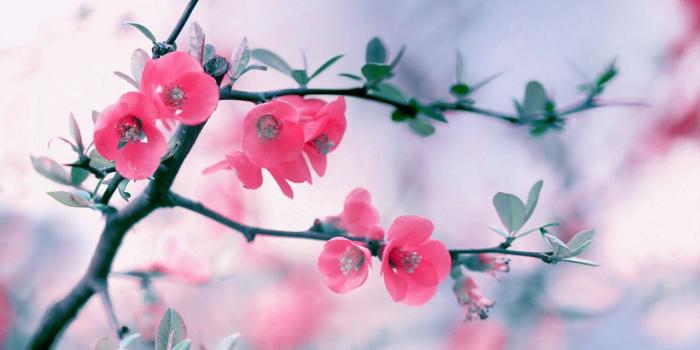 1280x768 Top Spring Wallpaper 386 - HDWPro