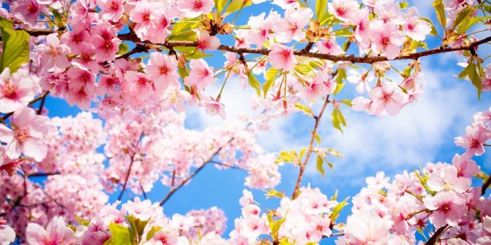 1920x1080 Pink blossoms in the spring wallpaper - Flower wallpapers - #53132