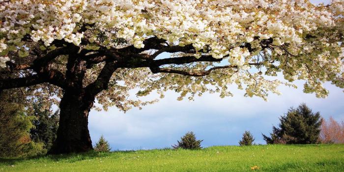 1920x1200 Spring Wallpapers