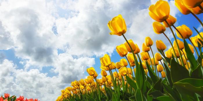 1440x900 Spring Wallpapers HD download free