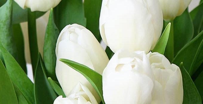 680x1209 Spring Desktop And iPhone Wallpaper - House of Hawthornes