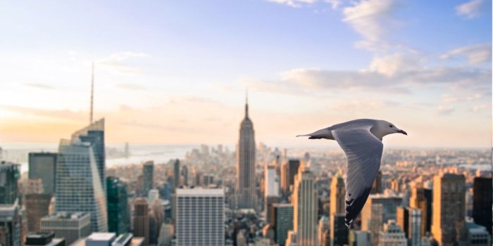 1170x780 Wallpaper : 1170x780 px, birds, city, evening, flying, futuristic