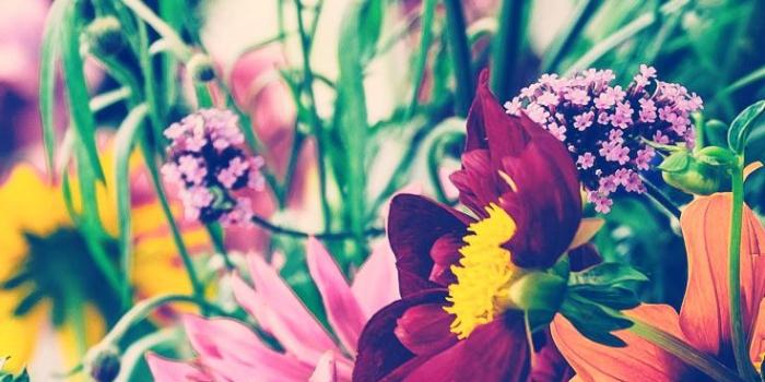 736x1308 27 Floral iPhone 7 Plus Wallpapers for a Sunny Spring | Preppy