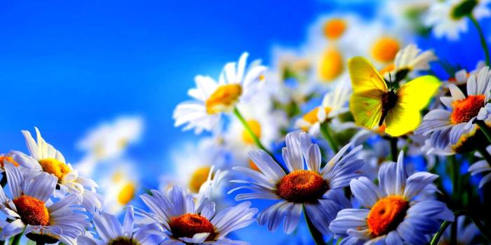 2048x1280 Spring Wallpapers - Top Free Spring Backgrounds - WallpaperAccess
