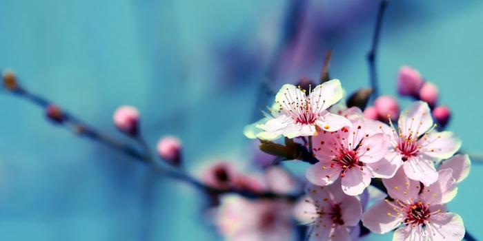 1680x1050 Spring Wallpapers 02151 - Baltana