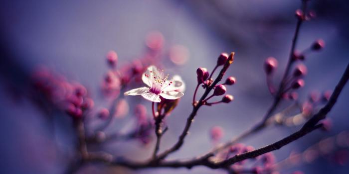 1680x1050 50 Free Spring Wallpaper HD for Desktop | Web Design Burn