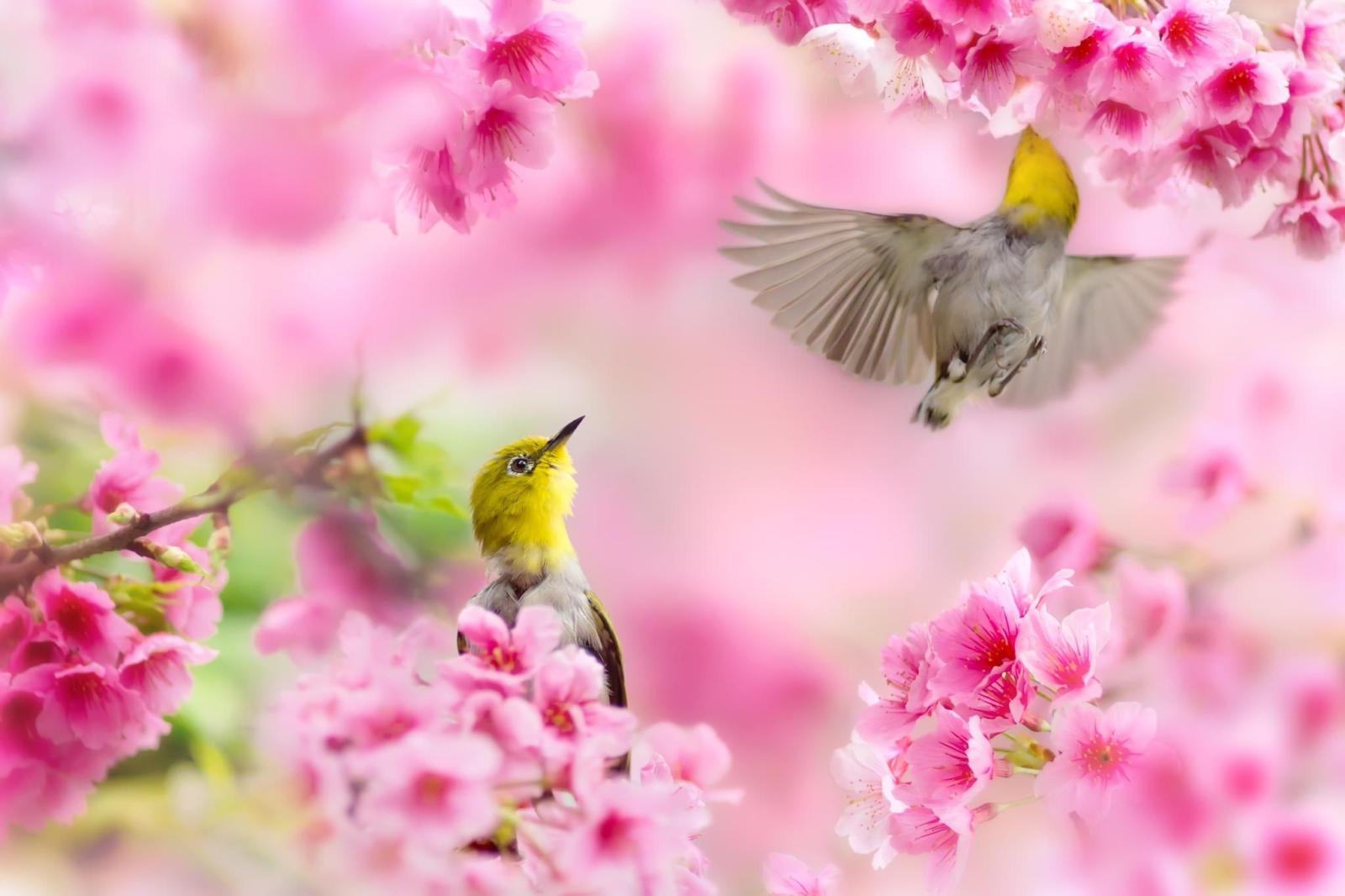 2048x1365 445521 spring wallpaper free desktop wallpapers | Other | Tokkoro