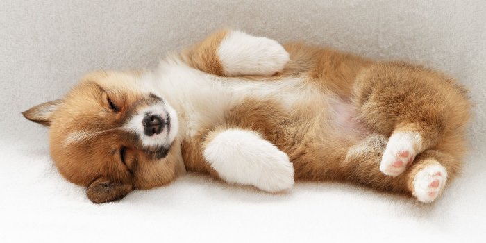 1920x1080 Cute Puppy HD Wallpaper | 1920x1080 | ID:26377