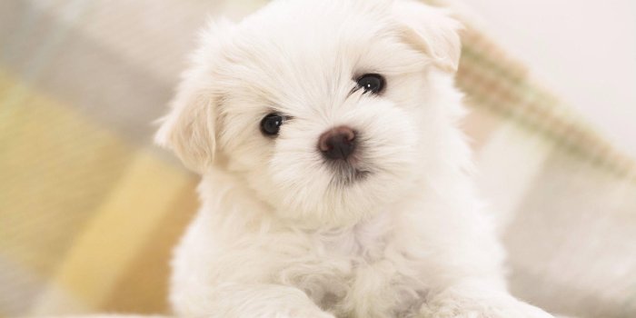 2880x1800 Puppy Wallpapers