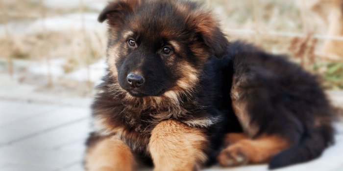 1920x1200 Puppy Wallpaper for Computer (53+ images)