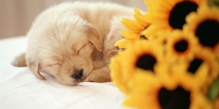 1920x1440 Sleeping Puppy Wallpaper Dogs Animals Wallpapers in jpg format for