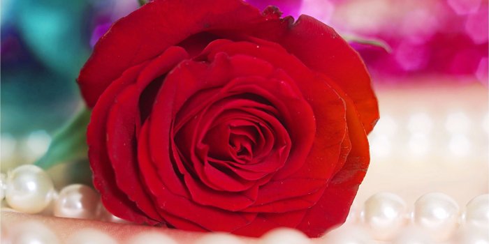 2560x1600 68+ Red Rose Wallpapers on WallpaperPlay