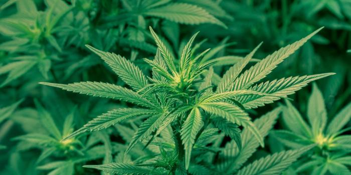 1920x1080 Weed Plants Wallpaper (67+ images)