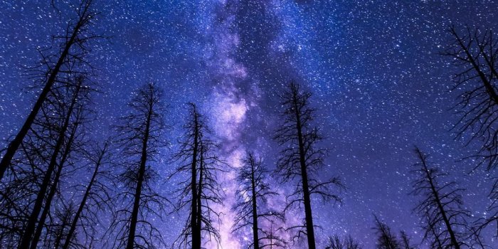 1280x1920 Mobile HD Wallpapers | NIGHT SKY START FOREST MILKYWAY VIOLET