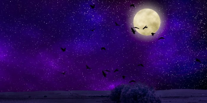1920x1080 Moon Birds Night Sky Artistic HD Wallpaper - Wallpaper Stream