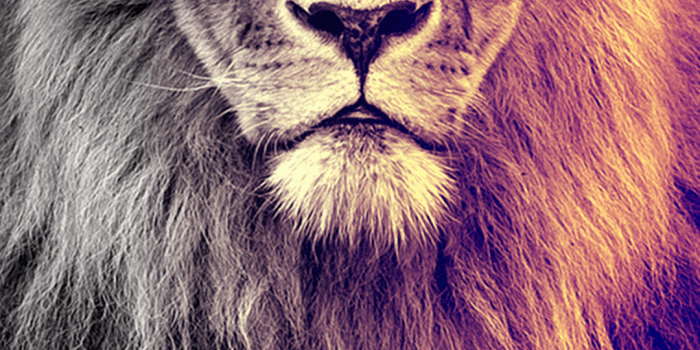 1080x1920 Amazing Lion HD Wallpaper for iPhone X, 8/8 Plus, 7/7 Plus, 6/6S