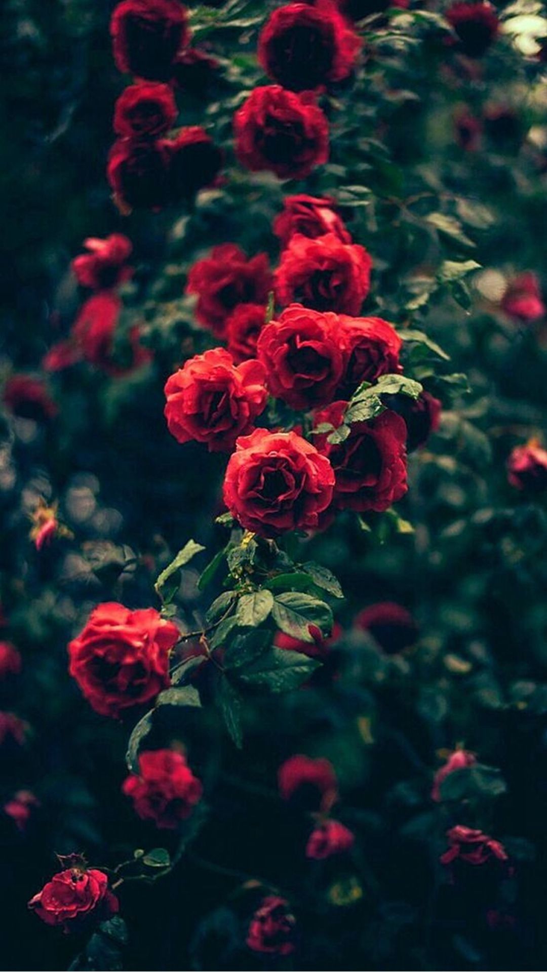 1080x1920 68+ Red Rose Wallpapers on WallpaperPlay