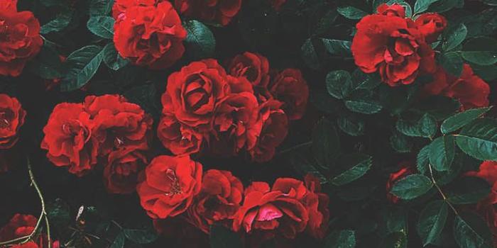 736x1308 29 Romantic Roses iPhone X Wallpapers | Preppy Wallpapers