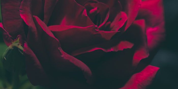 736x1308 29 Romantic Roses iPhone X Wallpapers | Preppy Wallpapers