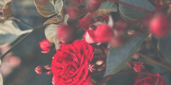 736x1308 Red Rose Wallpaper Iphone (#657149) - HD Wallpaper Download