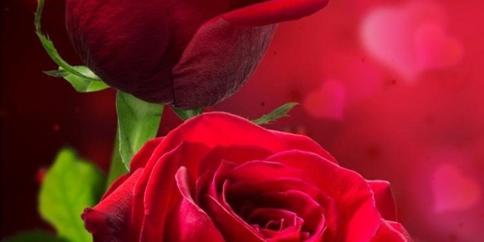 750x1334 Rose Wallpaper - Red Rose Good Morning, Hd Wallpapers & backgrounds