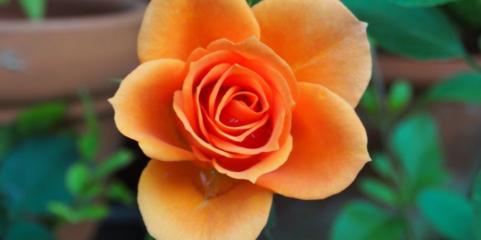 3840x2160 Orange Rose Wallpaper - iPhone, Android & Desktop Backgrounds